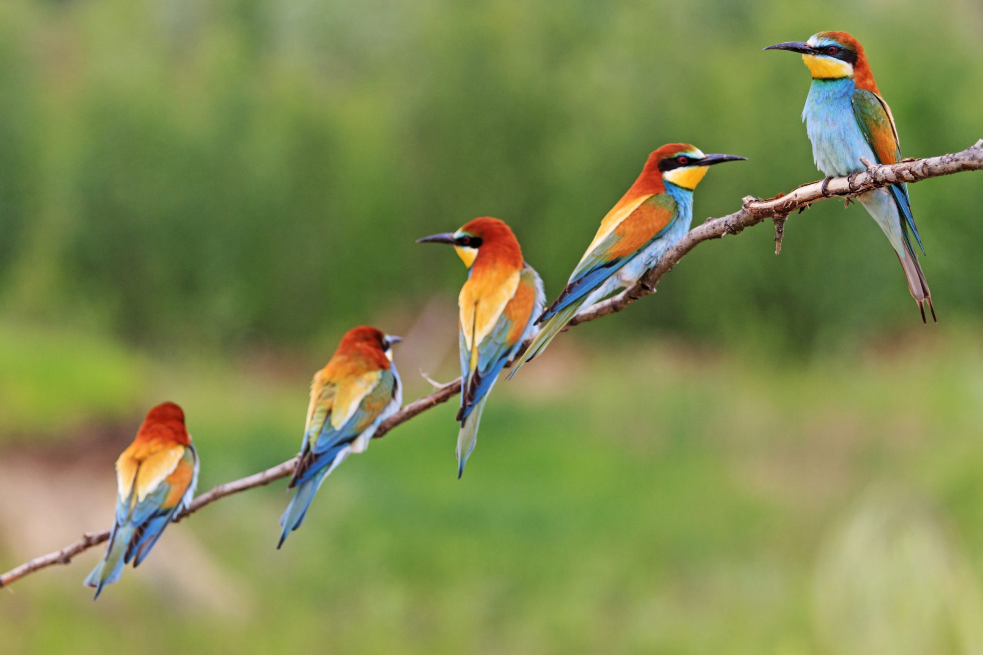 56443385 - group of colorful birds sitting on a branch,european bee