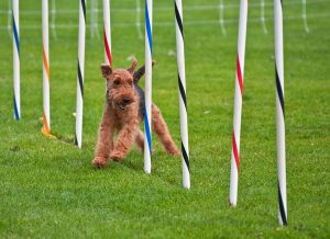 Adiestramiento canino