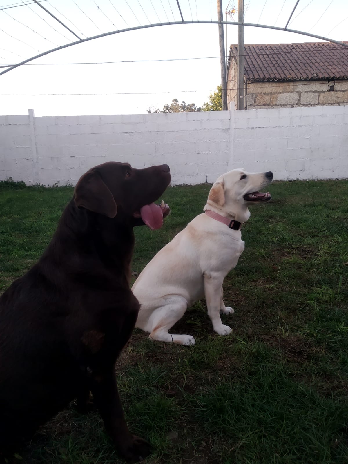 labradores